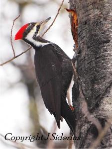 Female Pileated Woodpecker