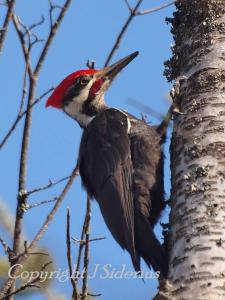 Male Pileated Woodpecker