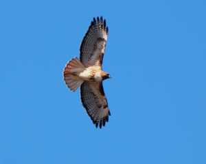 A soaring Red-tailed Hawk