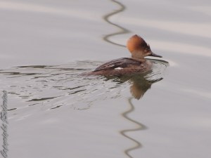 Hooded Merganser Female