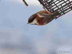 A Chestnut-backed Chickadee at my feeder.