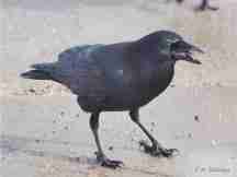 A Common Crow calling to others in its flock