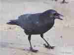 Common Crow