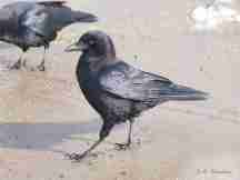 A Common Crow in town