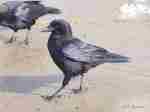 Common Crow