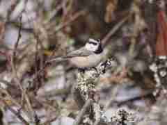 A Mountain Chickadee feeding with a flock of Goldfinches up the lake