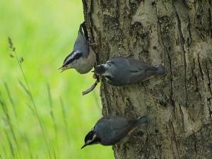 Three young Red-breasted Nuthatches