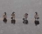 Canada Geese
