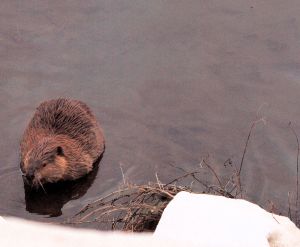 This beaver had not seen me just yet