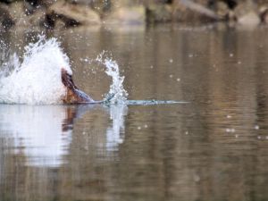 A beaver slapping its tail