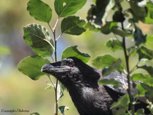 A curious young raven at Kokanee Creek Provincial Park