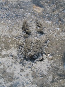 Mountain Caribou track