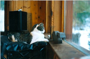 Rover watching birds from behind a wooden goose.  a duck blind.