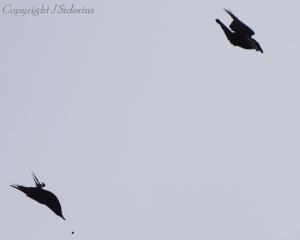 catch and drop - ravens at play
