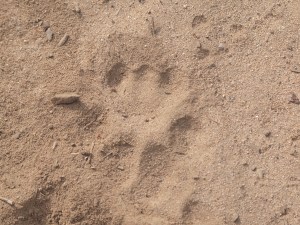 Courgar track in sand