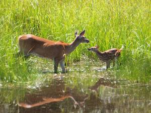 Doe returning to feed her fawn