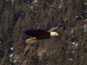 Eagle in flight 