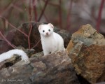 Short-tailed Ermine
