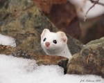 Short-tailed Weasel