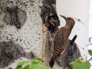 A female Northern Flicker  feeding a young flicker 