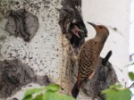 Female Northern Flicker Feeding a Young&nbsp;Flicker