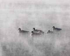 Canada Geese in an icy fog