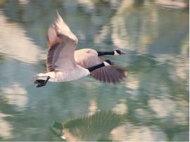 A Canada Goose pair on a winter pond