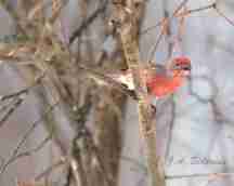 A Male House Finch coming in to feed on sunflower seeds.