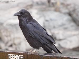 riding the Shelter Bay Ferry rails