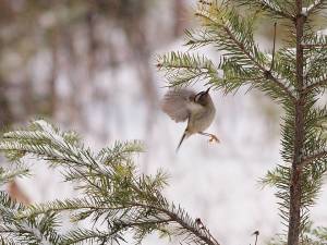 Golden-Crowned Kinglet