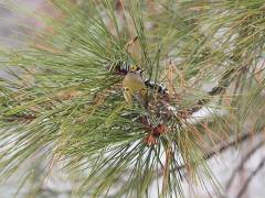 A Golden-crowned Kinglet
