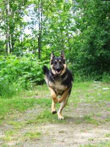 You're back!  German Shepherd greeting me on my return home