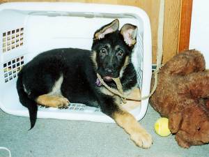 Who me?  Young German Shepherd male on his first night home.