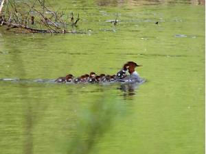 photo-shopped photo of a common merganser with chicks on her back.  The original photo was blurry due to the distance