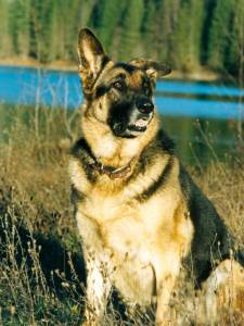My old female shepherd at the river when she was about 9 years old.