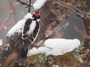 Downy Woodpecker male - from behind!