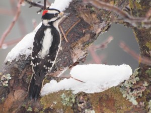A Downy Woodpecker male 