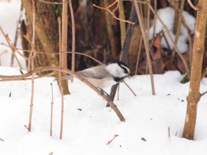 Mountain Chickadee in search of the best sunflower seed.