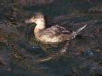 Ruddy Duck Female in&nbsp;Winter
