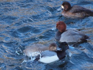 female Redhead Ducks emerges suddenly