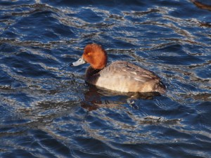 Redhead Duck male in winter