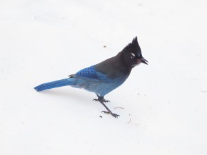 Steller's Jay