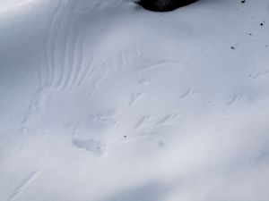 Raven tracks in the snow