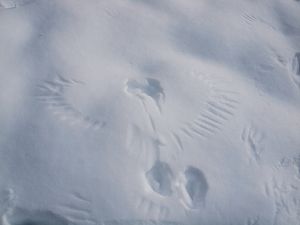 Raven tracks in the snow