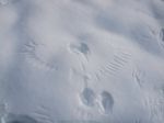 raven tracks in the&nbsp;snow