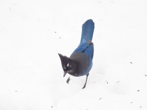 A Steller's Jay in the snow