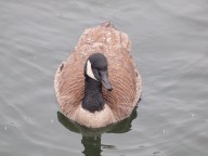 A Canada Goose in winter