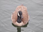 Canada Goose