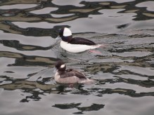 Male and Female Bufflehead