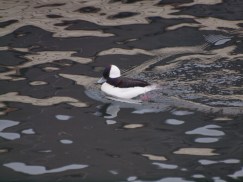 Male Bufflehead